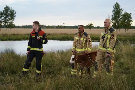 Brandweer Klazienaveen in actie voor wegzakkende dieren in moeras — foto 3 van 3