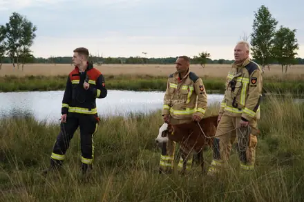 Brandweer Klazienaveen in actie voor wegzakkende dieren in moeras — foto 1 van 3