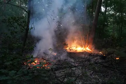 Brandweer rukt weer uit voor bosbrand aan de Laan van de Eekharst — foto 6 van 10