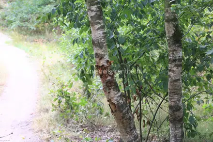 Mountainbiker zwaargewond geraakt bij botsing met boom bij Jonkersheide Gieten. — foto 5 van 6